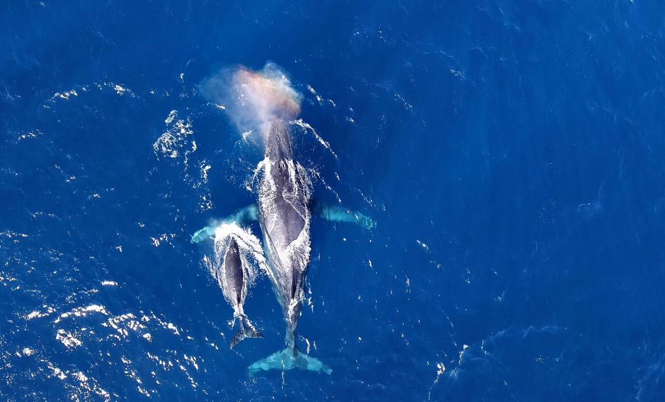 Naha, Okinawa: Kerama Islands Half-Day Whale Watching Tour - Pickup Service and Convenience