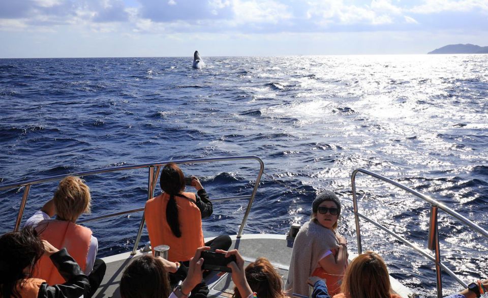 Naha, Okinawa: Kerama Islands Half-Day Whale Watching Tour - Customer Reviews and Additional Information