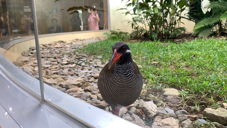 Okinawa: Full-Day Bus Tour to Yanbaru National Park - Cape Hedo Observatory