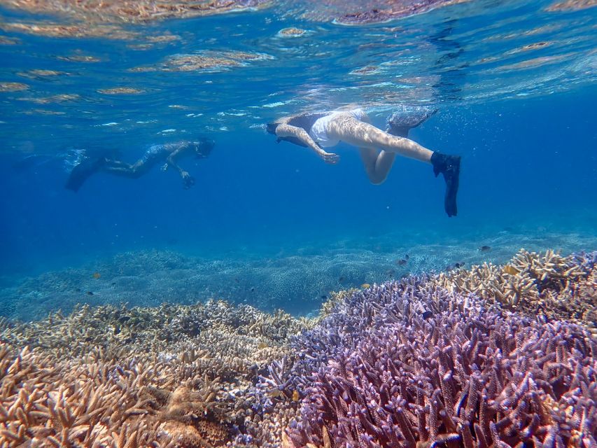 From Ishigaki: Hamajima and Taketomi Island Snorkel Trip - Meeting and Logistics