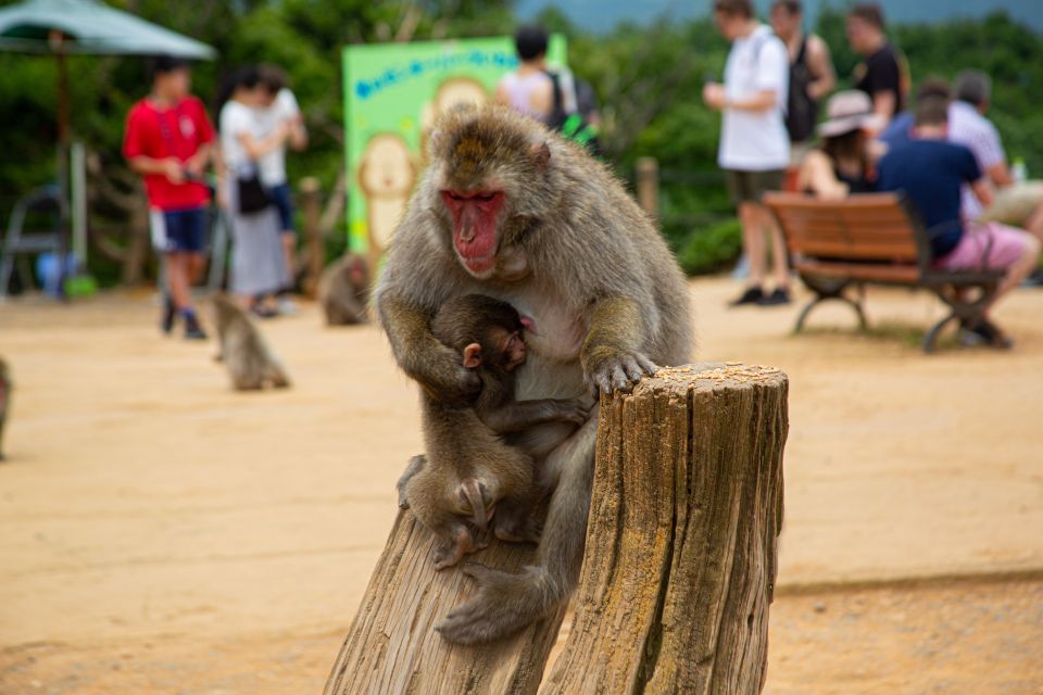 Kyoto: Arashiyama Bamboo, Temple, Macha, Monkeys, & Secrets - Exploring the Enchanting Gardens of Okochi Sanso