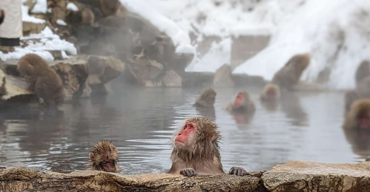 From Tokyo: Snow Monkey 1 Day Tour With Beef Sukiyaki Lunch - Delicious Dishes From Local Japanese Restaurant