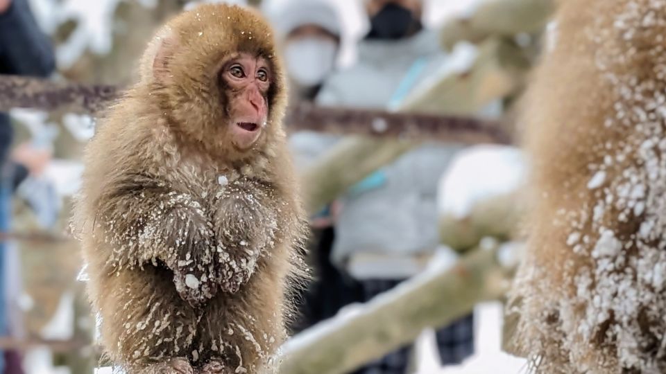 From Tokyo: Snow Monkey 1 Day Tour With Beef Sukiyaki Lunch - Up-Close Encounter With Japans Famous Snow Monkeys