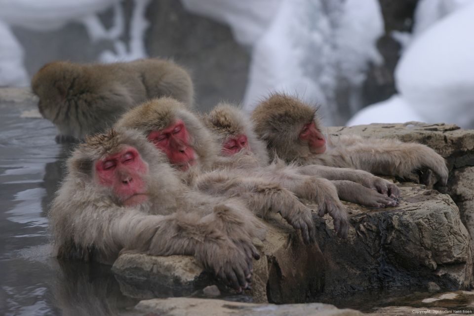 From Tokyo: Snow Monkey 1 Day Tour With Beef Sukiyaki Lunch - The Sum Up