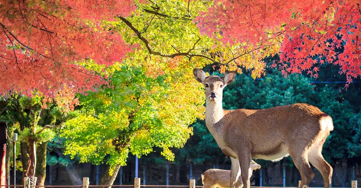 From Osaka: Nara Customizable Private Day Tour - Experience Highlights