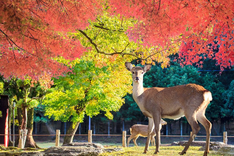 From Osaka: Nara Customizable Private Day Tour - Customize Your Itinerary