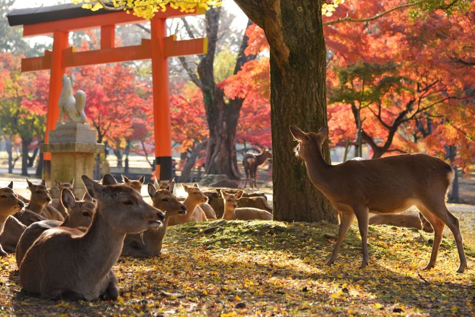 From Kyoto: Nara Guided Half Day Bus Tour - Tips for the Tour