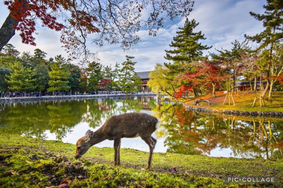 From Osaka/Kyoto: Private Kyoto & Nara Day Trip With Pickup - Fushimi Inari Taisha Shrine