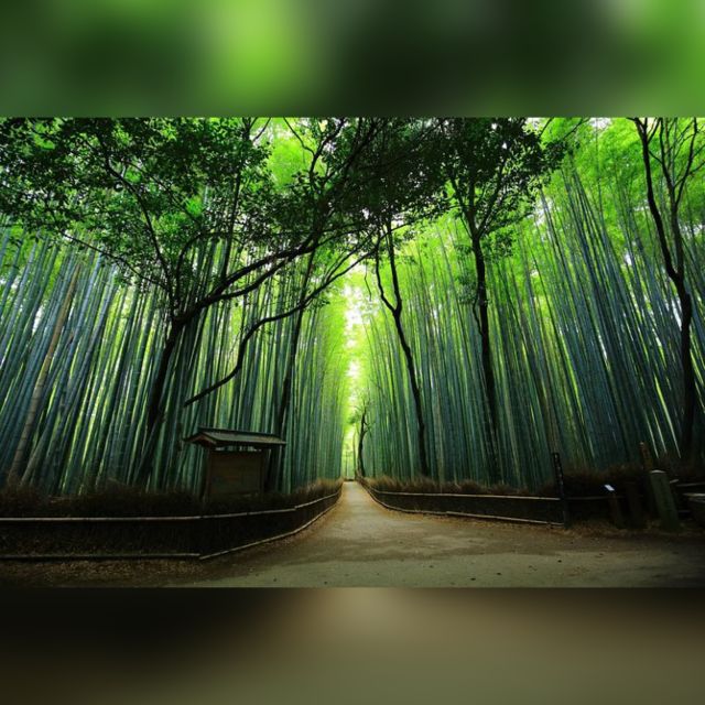 10 Hrs Full Day Kyoto Tour W/Hotel Pick-Up - Cultural and Historical Exploration