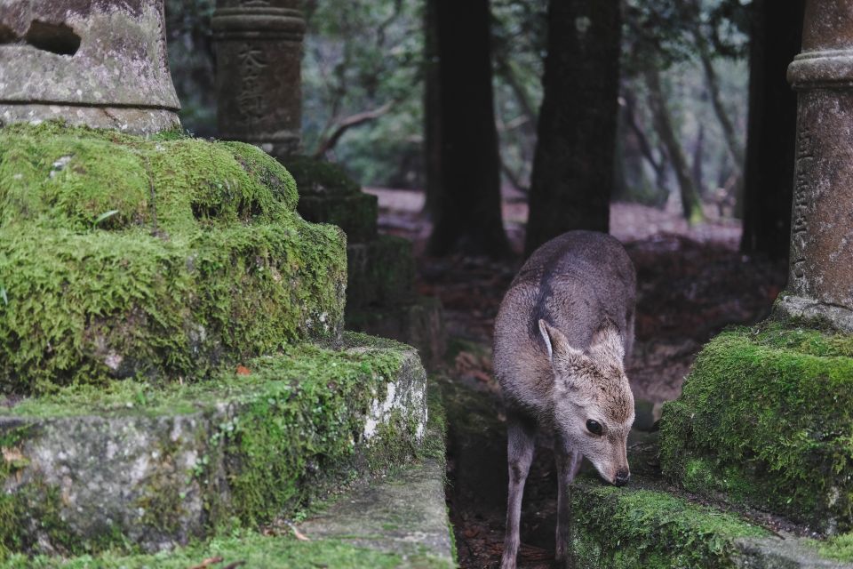 From Osaka: 10-hour Private Custom Tour to Nara - Pickup Service and Transportation