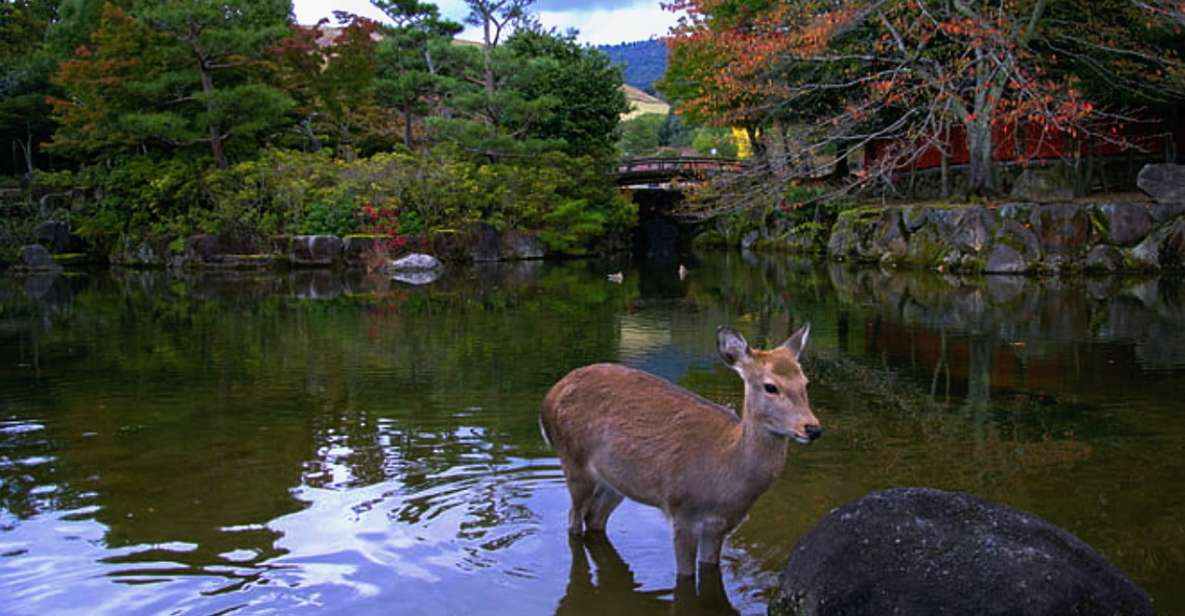 From Osaka: 10-hour Private Custom Tour to Nara - Live Tour Guide and Language Support