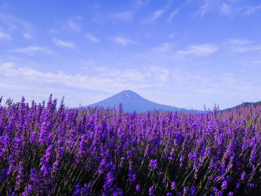 Mt. Fuji, Panoramic Ropeway & Seasonal Fruits Picking - Duration and Availability