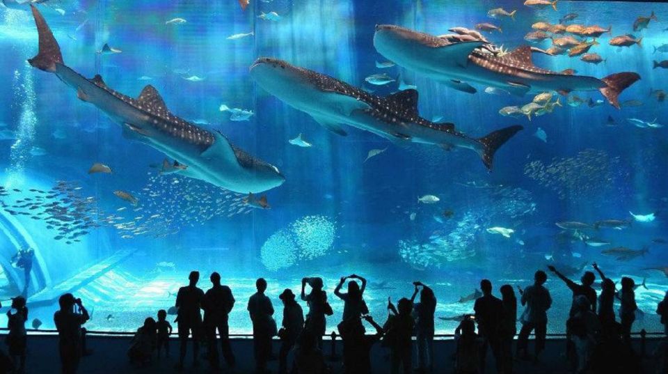 Okinawa Churaumi Aquarium Admission Ticket - Select Participants and Date