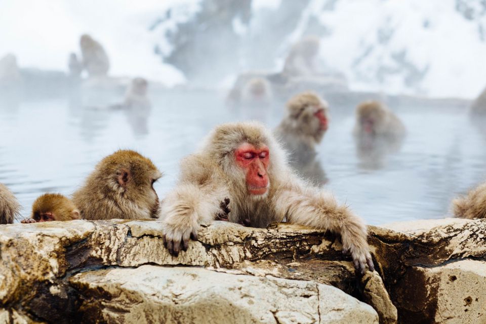 Private Roundtrip Transport: To/From Snow Monkey Park - Convenient Booking and Cancellation Policies