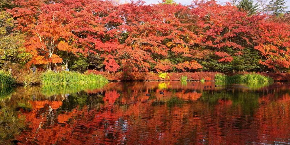 Tokyo:Karuizawa,Hoshino Resorts Area,Glacier Shrine Day Tour - Kumoba Pond: Tranquil Haven for Forest Bathing