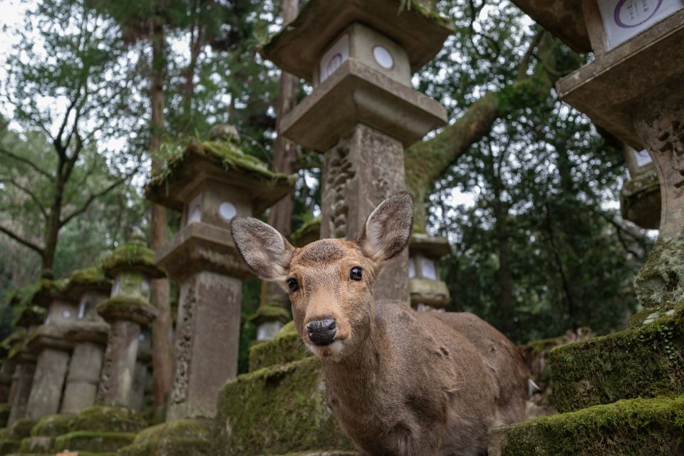 Nara: Todai-ji and Nara Park (English Guide) - Tranquility at Ukimido Pavilion in Nara Deer Park