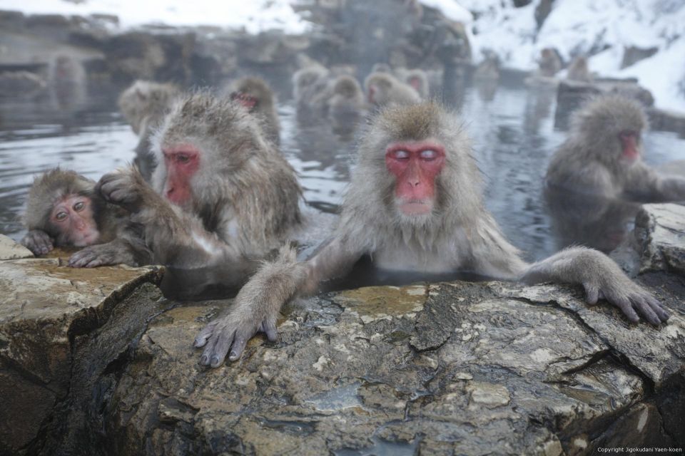 Habuka : Private 1-Way Transfers To/From Snow Monkey Park - Meeting Point Information