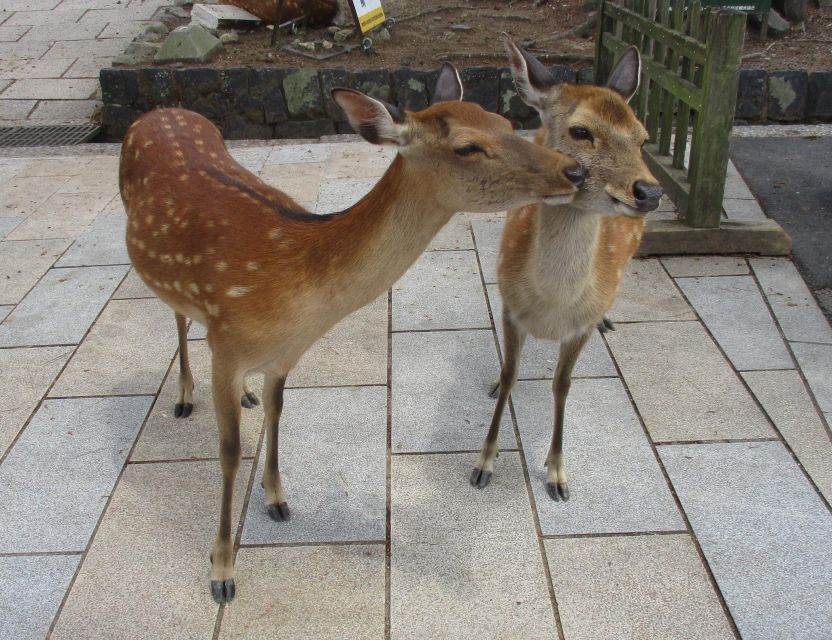 Kyoto-Nara: Great Buddha, Deer, Pagoda, Geisha - Italian-Speaking Guided Tour