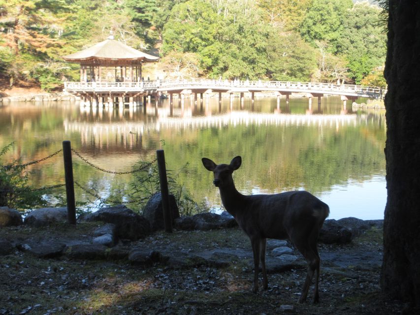 Kyoto-Nara: Great Buddha, Deer, Pagoda, Geisha - Witness the Work of Maiko and Geiko Entertainers