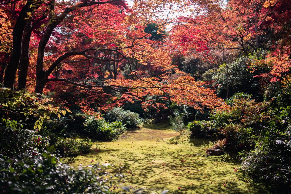 Kyoto: Toji Temple Autumn Nighttime Lightup Walking Tour - Activity Details