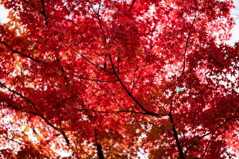 Kyoto: Toji Temple Autumn Nighttime Lightup Walking Tour - Meeting Point and Important Information