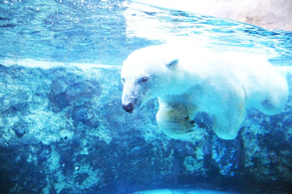 Hokkaido:Icebreak Cruise Cruise-Ⅲ IMERU, Asahiyama Zoo Tour - Activity Details and Cancellation Policy