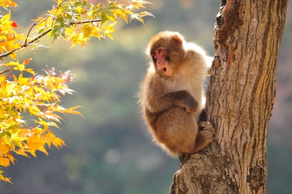 Nagano: Snow Monkeys, Zenkoji Temple & Sake Day Trip - Interacting With Snow Monkeys