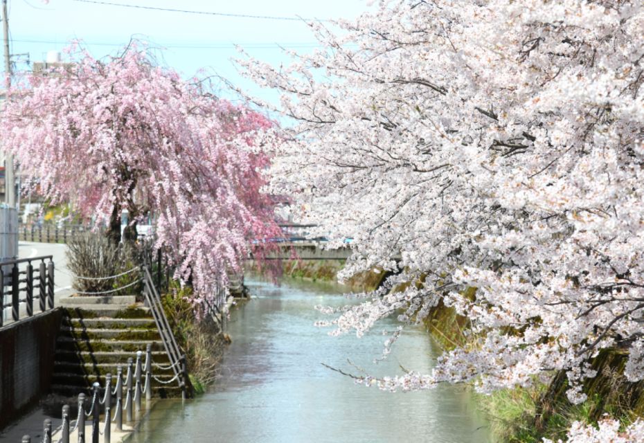 Private & Unique Kanazawa Cherry Blossom "Sakura" Experience - The Sum Up