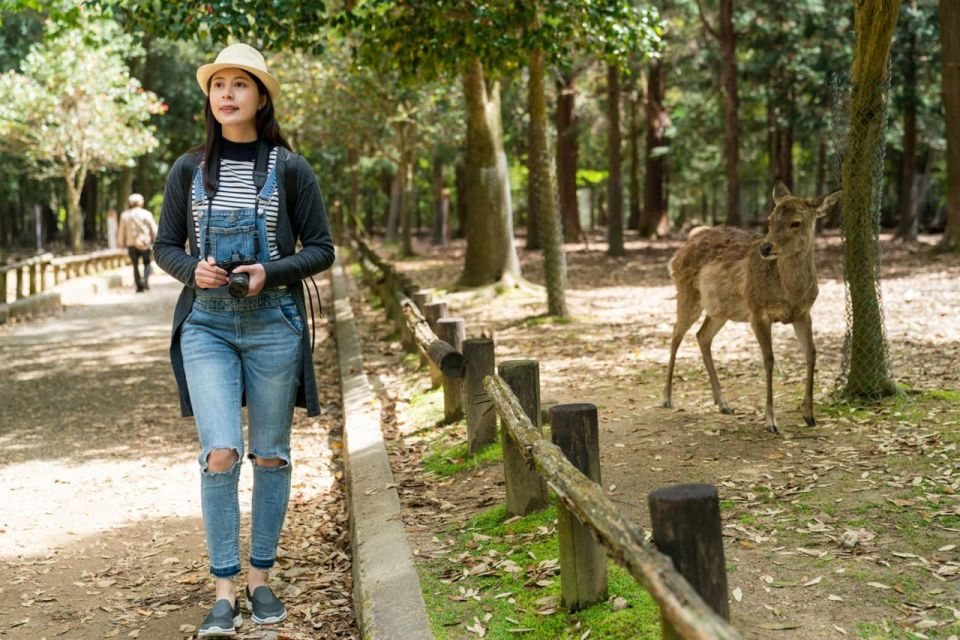 Nara's Historical Wonders: A Journey Through Time and Nature - Friendly Deer in Nara Park