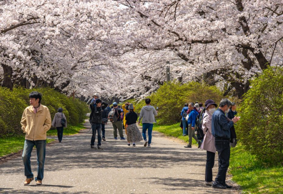 Private & Unique Hiroshima Cherry Blossom Sakura Experience - Tranquil Sakura Moments