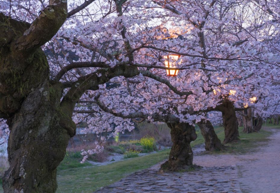 Private & Unique Hiroshima Cherry Blossom Sakura Experience - Highlights of the Sakura Experience