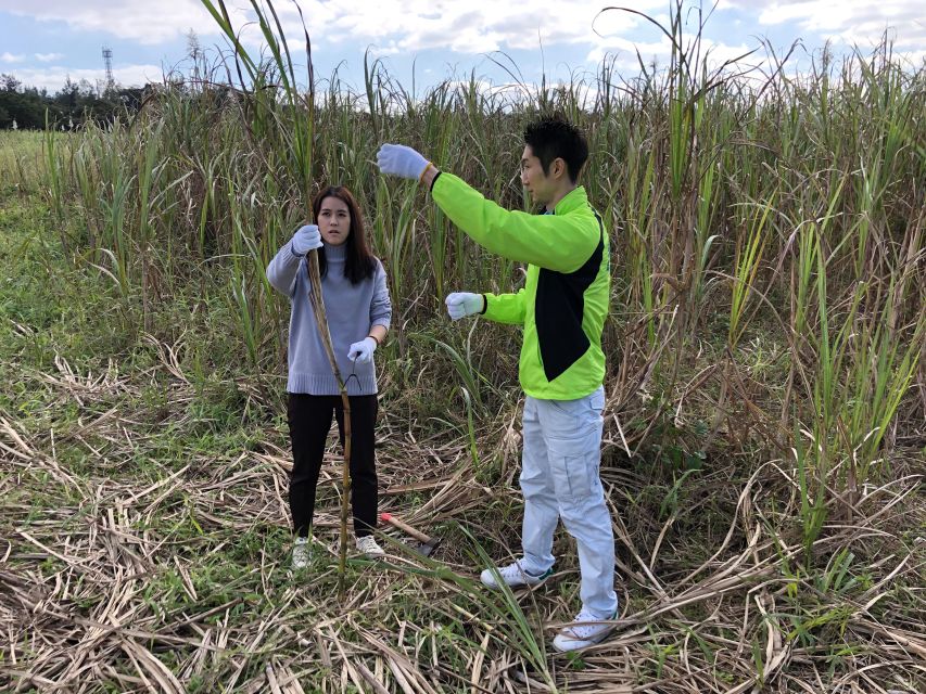 Okinawa：Sugarcane Harvest and Black Sugar Making Experience - Experience Details