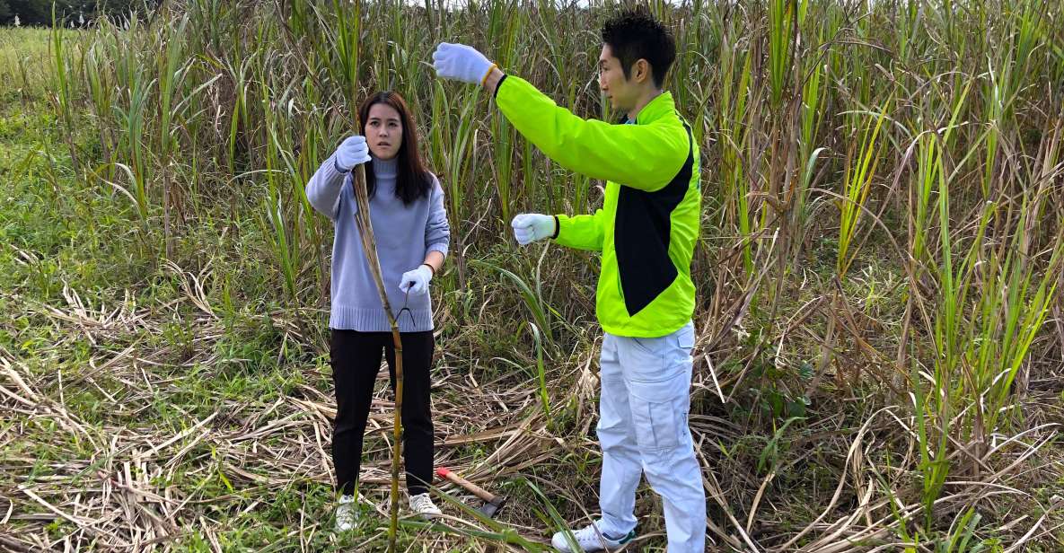 Okinawa：Sugarcane Harvest and Black Sugar Making Experience - Inclusions