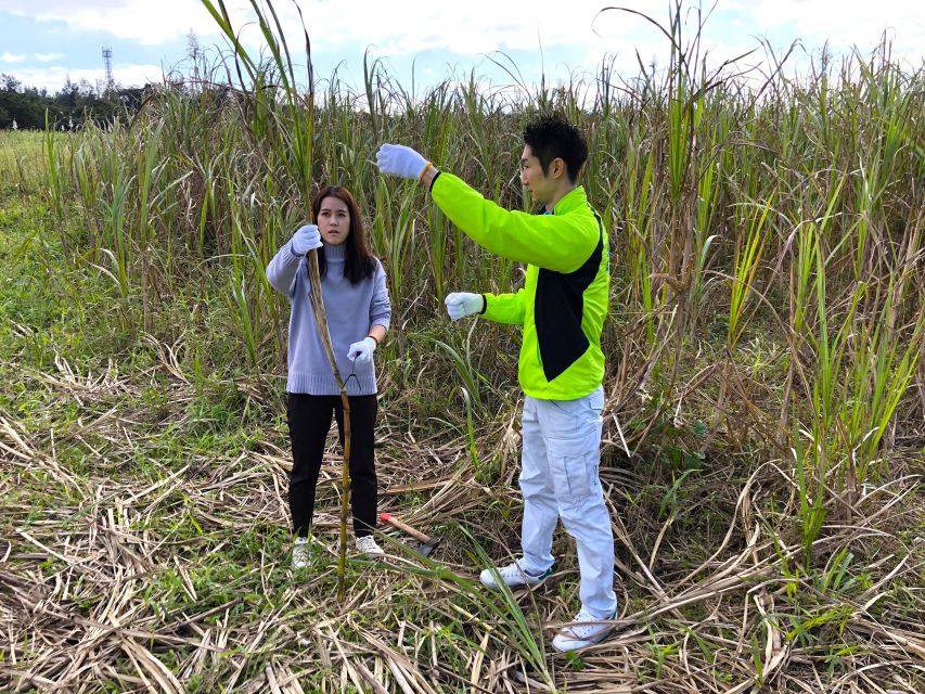 Okinawa：Sugarcane Harvest and Black Sugar Making Experience - Frequently Asked Questions