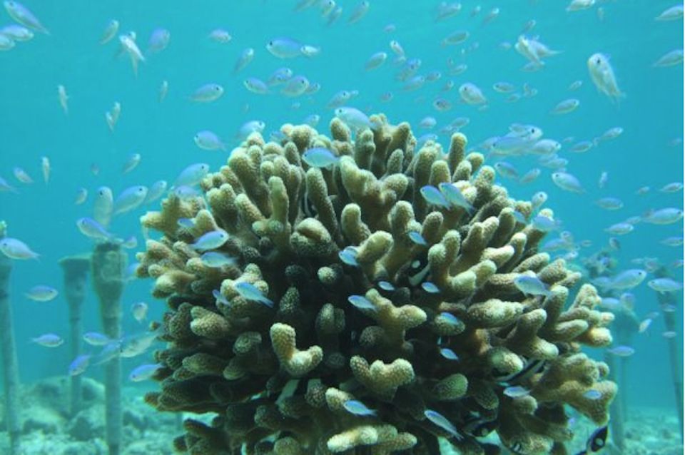 Okinawa: Coral Regeneration Snorkeling Experience - Activity Details