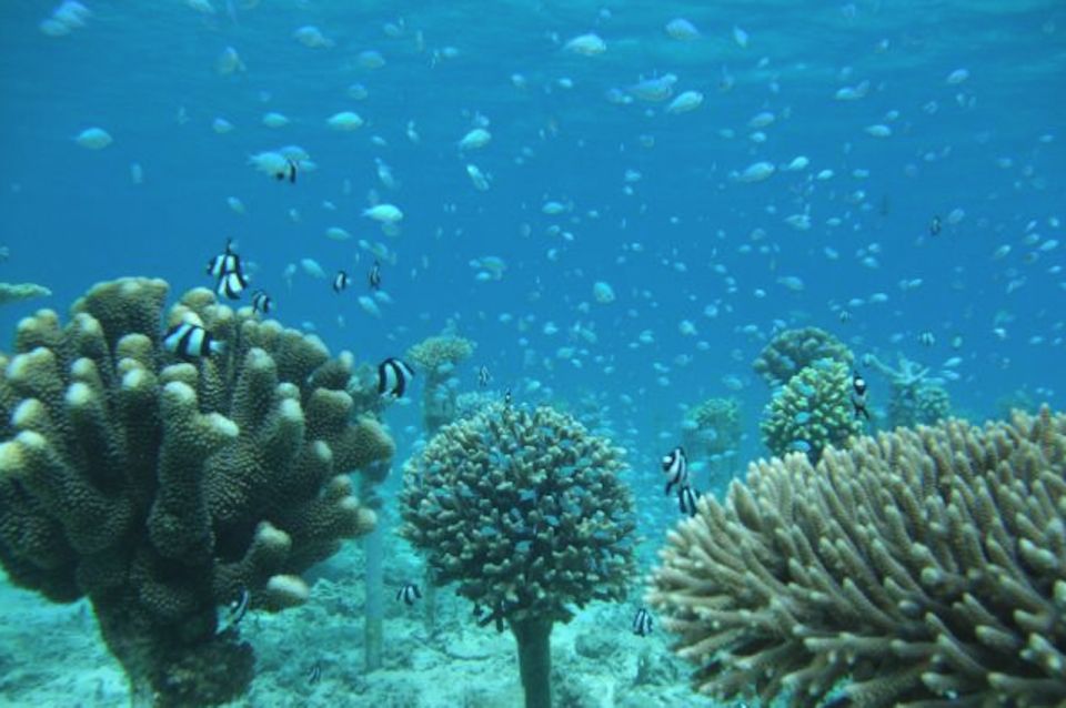 Okinawa: Coral Regeneration Snorkeling Experience - Experience Highlights