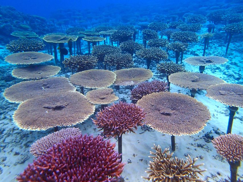 Okinawa: Coral Regeneration Snorkeling Experience - Directions and Payment Details