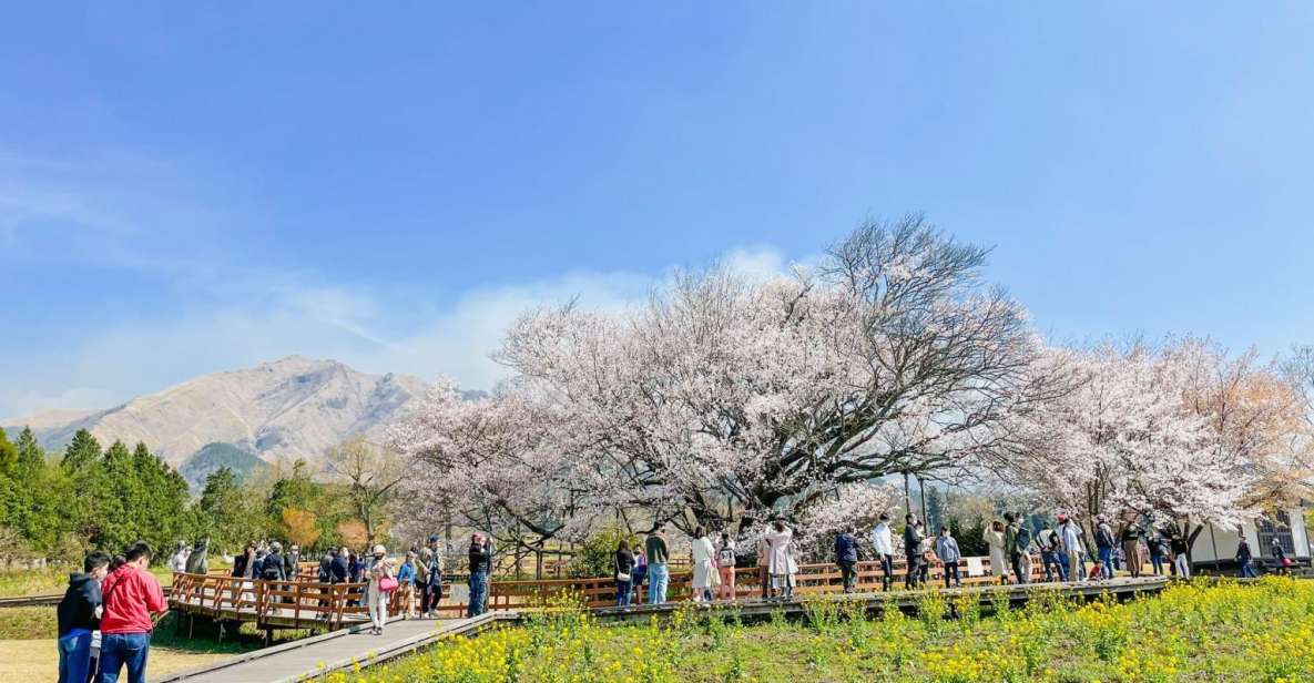 A Day Charter Bus Tour to Cherry Blossoms in Northern Kyushu - Highlights of the Activity