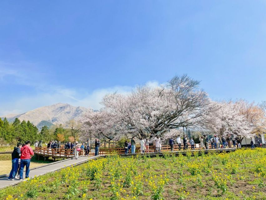 A Day Charter Bus Tour to Cherry Blossoms in Northern Kyushu - Cancellation and Reservation Details