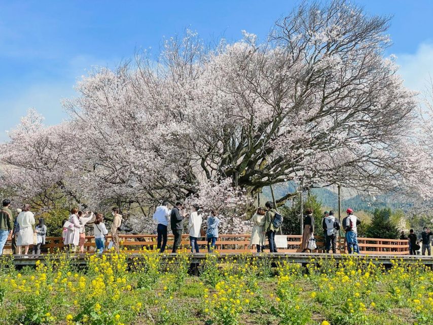 A Day Charter Bus Tour to Cherry Blossoms in Northern Kyushu - Important Information for Participants