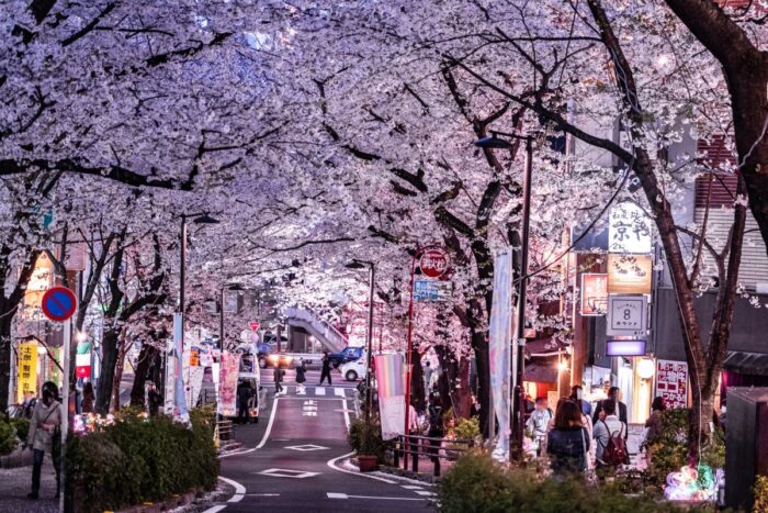 Tokyo Cherry Blossom