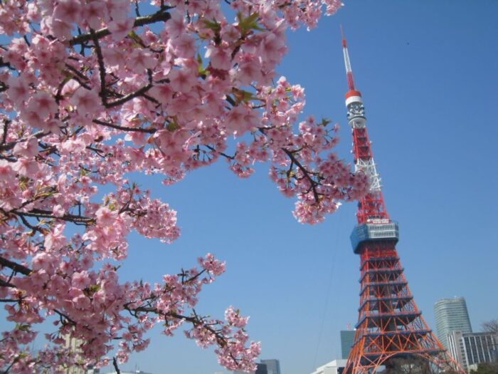 Tokyo Cherry Blossom