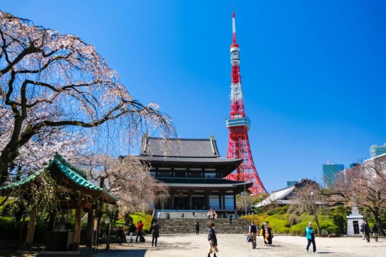 Zojoji Temple Cherry Blossom Viewing Minato Tokyo